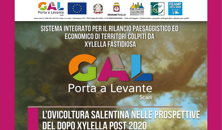 gallevante3mar25